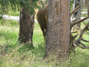 Elk Scratching Against a Tree