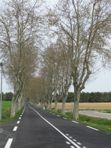 Row of platanes; typical along French national roads.